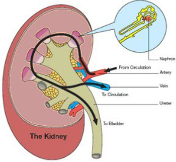 Parenchymal basics